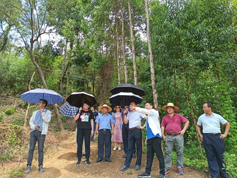 八桂种苗公司与自治区林业局领导 广西林科院专家调研红树林造林种苗