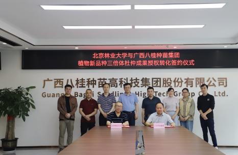 北京林业大学与广西八桂种苗集团签订植物新品种三倍体杜仲成果授权转化协议