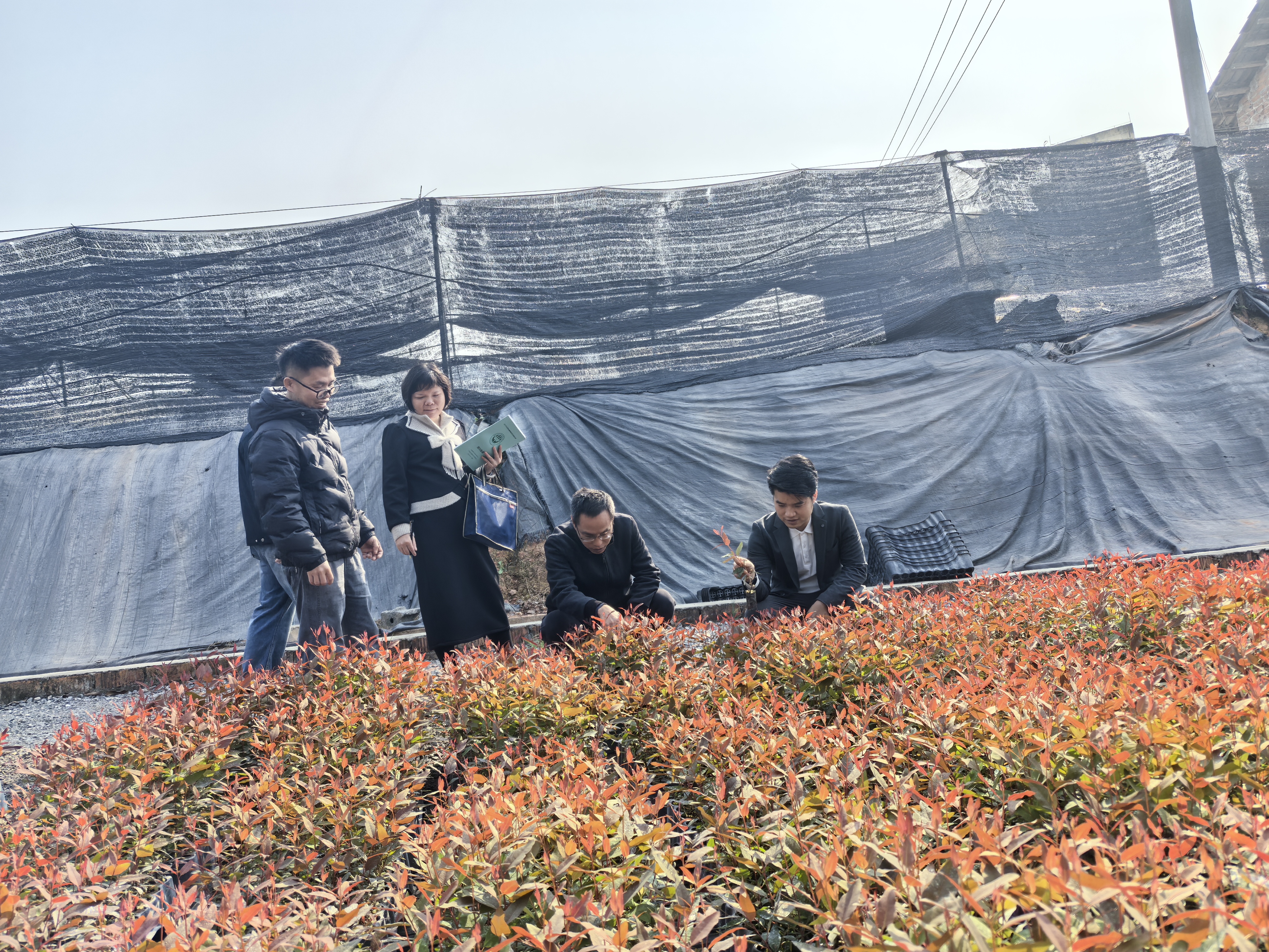 玉林市福绵区森林病虫防治检疫站到玉林市苗圃开展产地检疫工作