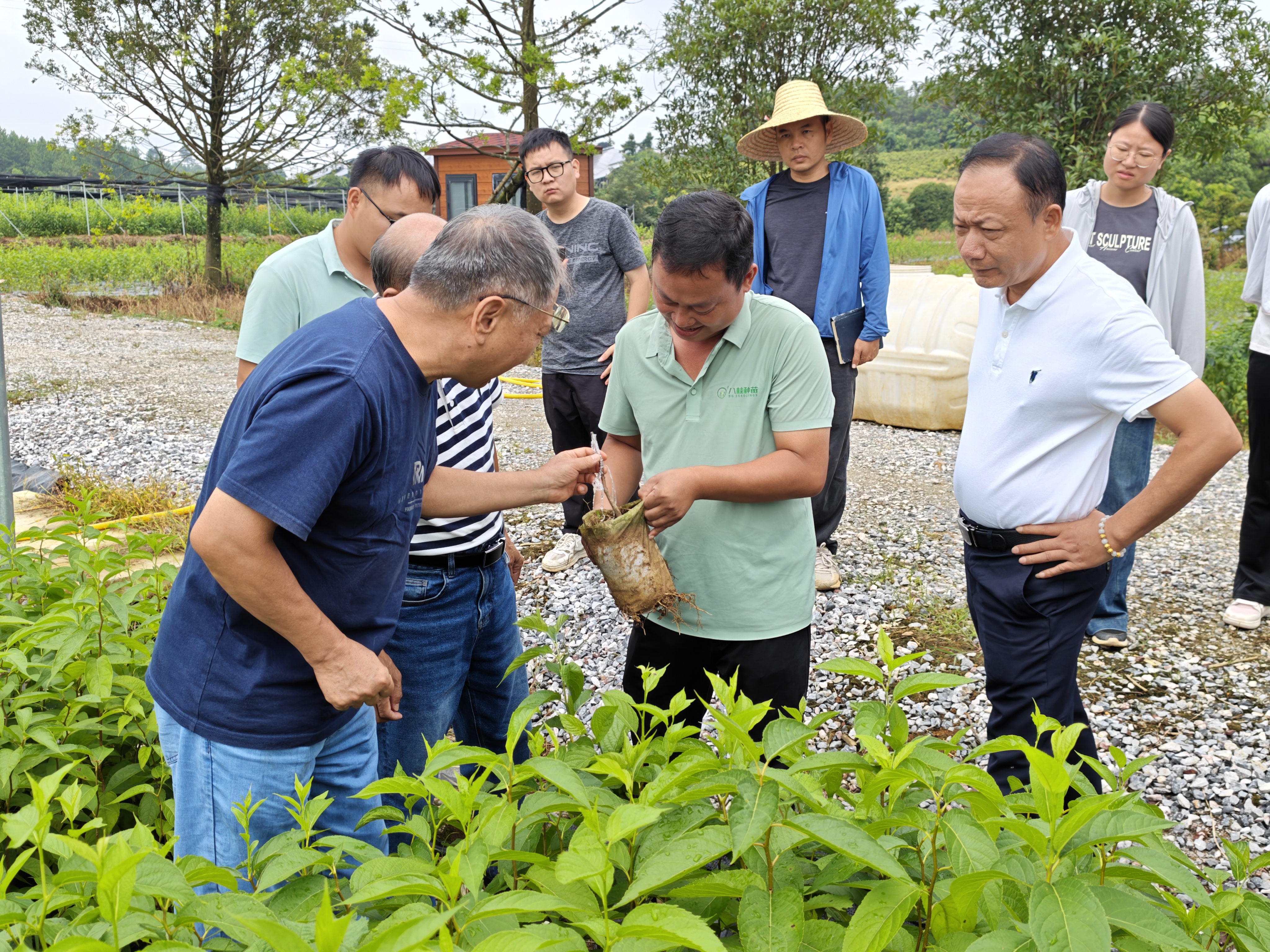 中国林科院原副院长陈幸良一行到桂林市杜仲苗圃调研指导